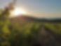 Ilgaz Gillham Vineyard
